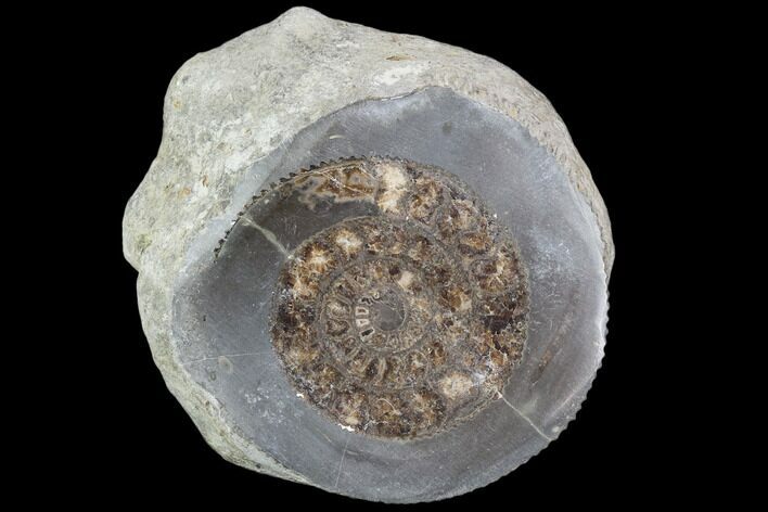 Polished Ammonite (Dactylioceras) Half - England #103782